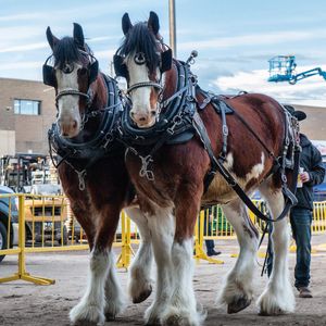 Image post by @nationalwestern on Instagram