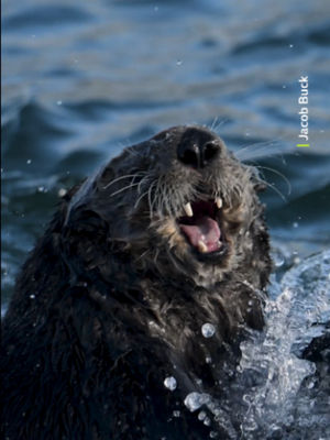 Video post by @bbcearth on TikTok