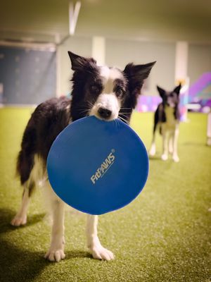 Image post by @susangarrettdogsthat on Instagram