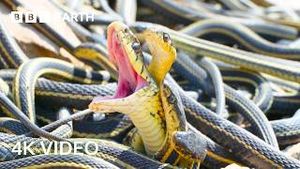 Video post by @bbcearth on YouTube