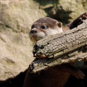 Image post by @animalplanet on Instagram