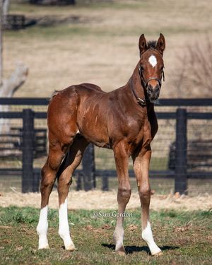 Image post by @thoroughbred_daily_news on Instagram