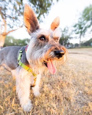 Image post by @evolvepetfood on Instagram