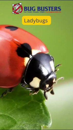 Video post by @bugbustersusa on TikTok
