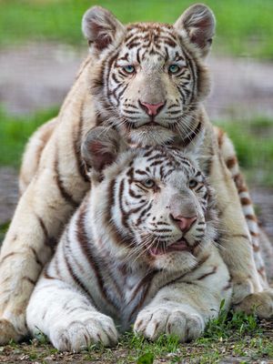 Image post by @animalplanet on Instagram