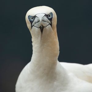 Image post by @rspb on Instagram