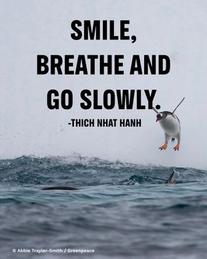 Image post by @greenpeace on Instagram