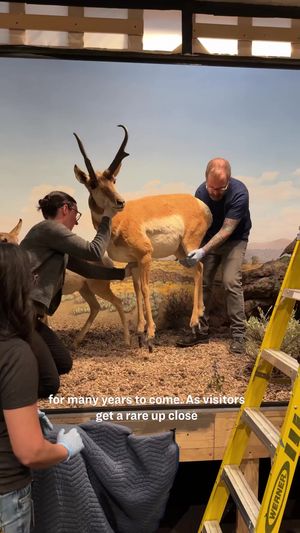 Video post by @oaklandmuseumca on TikTok
