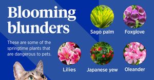 Image post by @company/nationwidepet on LinkedIn