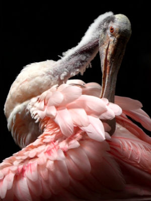 Video post by @bbcearth on TikTok