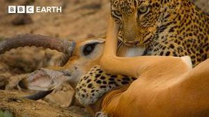 Video post by @bbcearth on YouTube