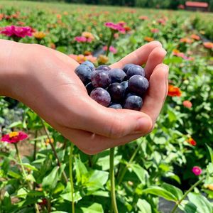Image post by @southernbellefarm on Instagram
