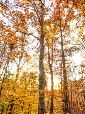Image post by @realtreeoutdoors on Instagram