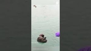 Video post by @ABC News on YouTube