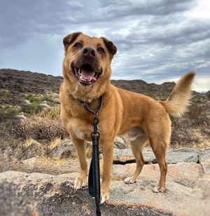 Image post by @abc15arizona on Instagram