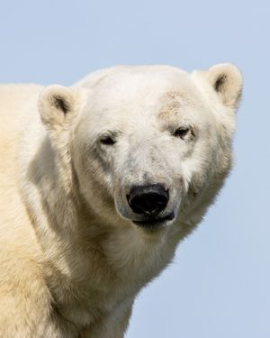 Image post by @thetorontozoo on Instagram