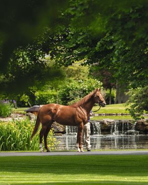 Image post by @godolphin on Instagram