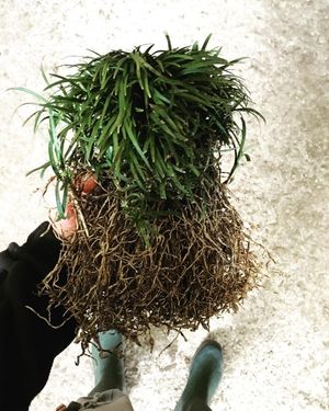 Image post by @alpertongfidanligi on Instagram