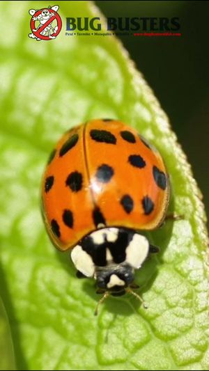 Video post by @bugbustersusa on TikTok