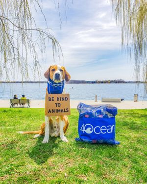 Image post by @4ocean on Instagram