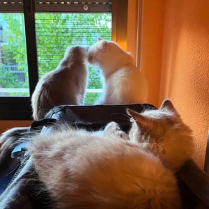 Image post by @brunrik.and.pyrene.ragdolls on Instagram