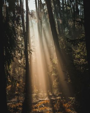 Image post by @tanczacachmura on Instagram