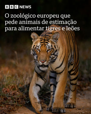 Image post by @bbcbrasil on Instagram
