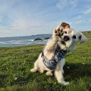 Image post by @weratedogs on Instagram