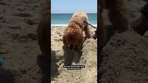 Video post by @tedflixnchill on YouTube