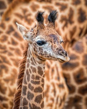 Image post by @sandiegozoo on Instagram