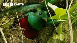 Video post by @bbcearth on YouTube