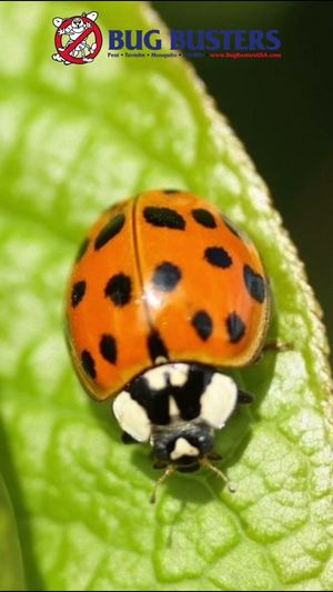 Video post by @bugbustersusa on TikTok
