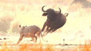 Video post by @bbcearth on YouTube