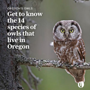 Image post by @theoregonian on Instagram