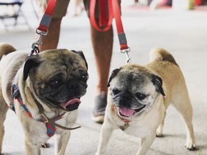 Image post by @salemredsox on Instagram