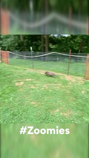 Video post by @petsmart on Instagram
