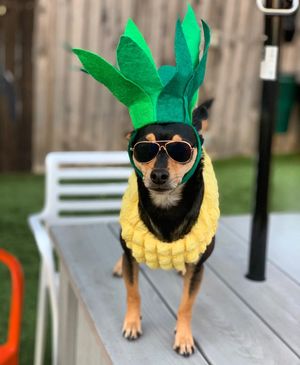 Image post by @pickles_houdini on Instagram