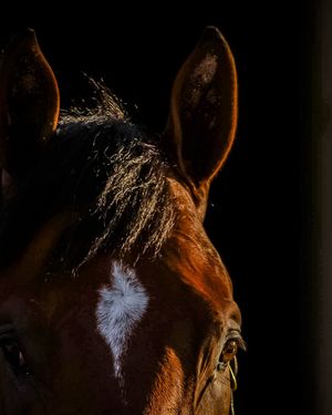 Image post by @kentuckyderby on Instagram