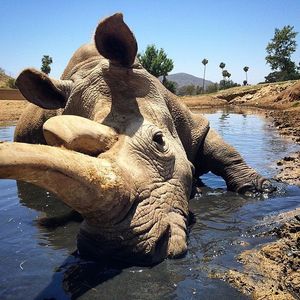 Image post by @sandiegozoo on Instagram