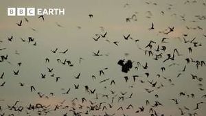 Video post by @bbcearth on YouTube