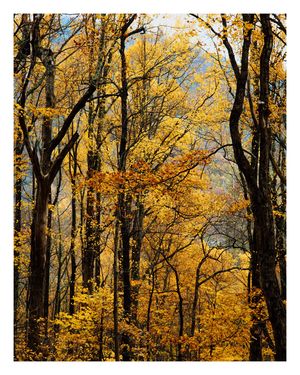 Image post by @therealvelez on Instagram