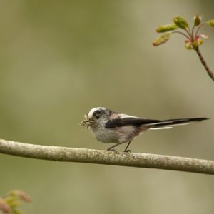 Image post by @rspb on Instagram
