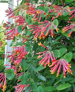 Image post by @ahs_gardening on Instagram