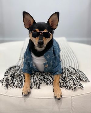 Image post by @pickles_houdini on Instagram