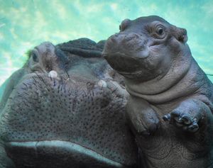 Image post by @sandiegozoo on Instagram