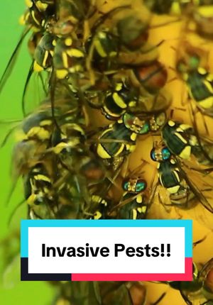 Video post by @bugbustersusa on TikTok