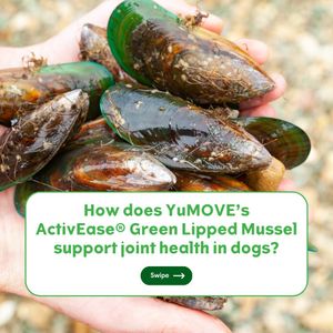 Image post by @yumove_usa on Instagram