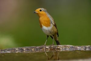 Image post by @rspb on Instagram