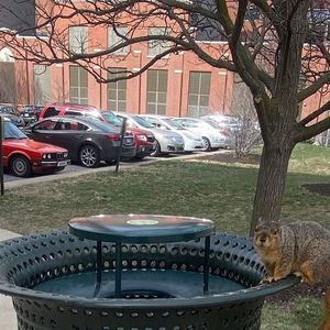 Image post by @squirrels.mizzou on Instagram