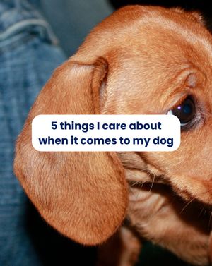 Image post by @solidgoldpets on Instagram